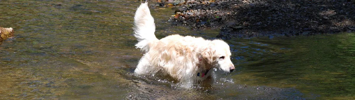 A dog dipping in the cool brook