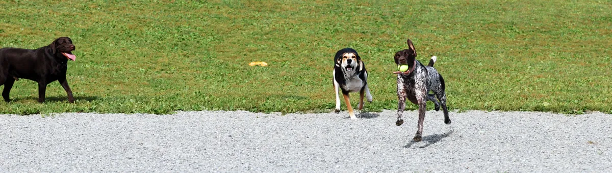 A dog retrieving a ball