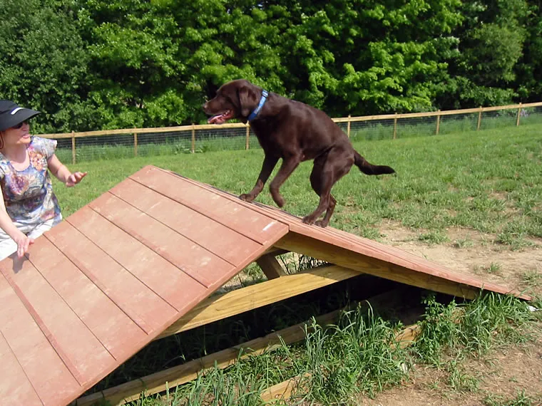 Agility Course 01