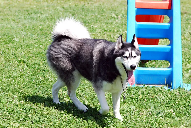 Primary Guest 24